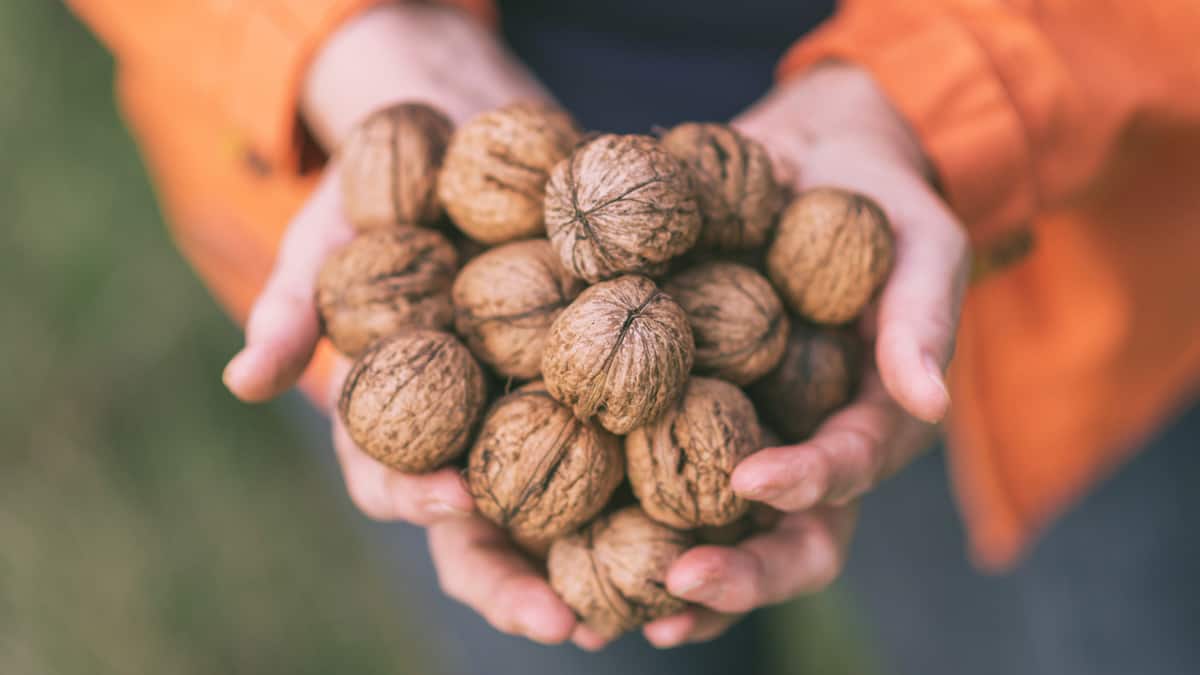 manfaat walnut bagi kesehatan