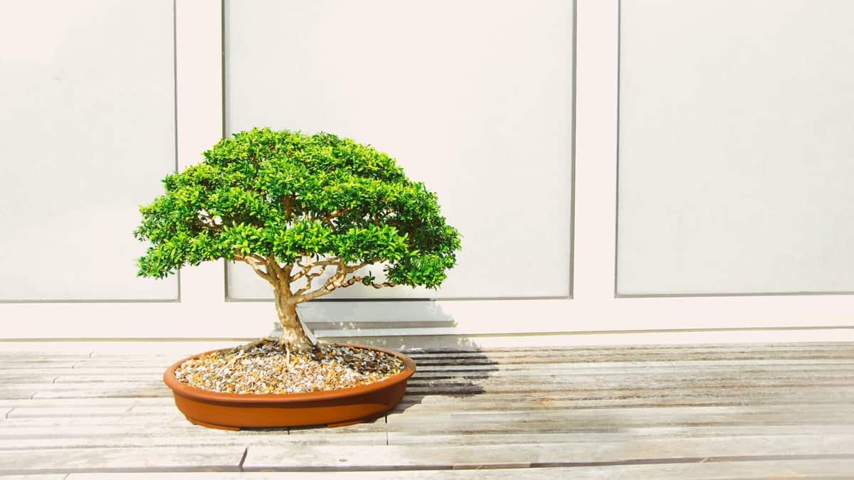 tanaman bonsai: jenis dan cara merawatnya agar tetap segar