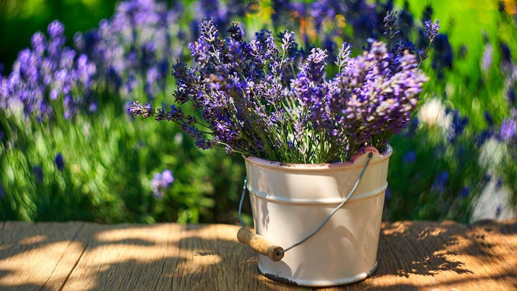 Bunga Lavender 6 Cara Menanam Dan Merawat Tumbuhan Indoor
