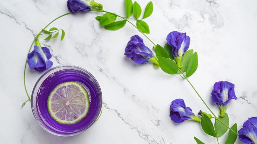 manfaat bunga telang ungu bagi kesehatan
