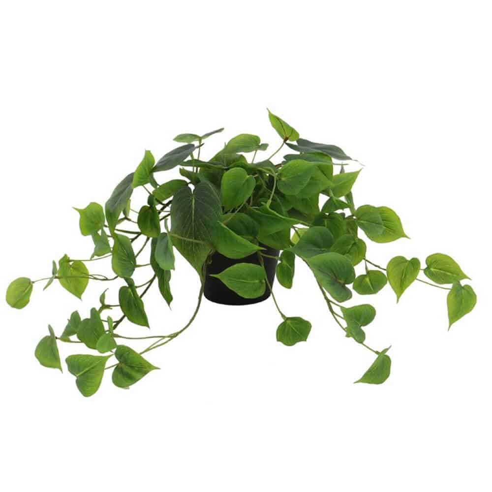 Collection by VIVERE Plant Rambic Leaf Small | | Bestie Akan Berulang Tahun? Ini 11 Rekomendasi Kado Yang Bisa Diberikan